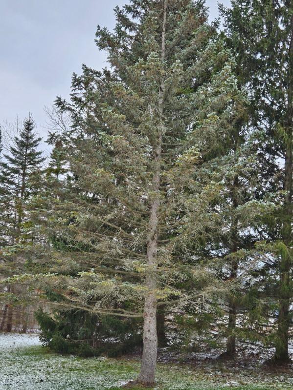 Home | 2024 Cayuga County SWCD Tree Sale